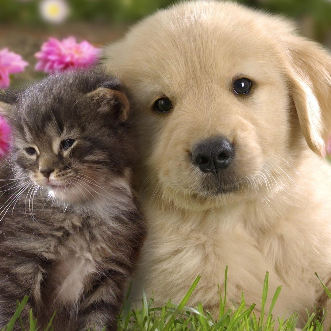 Описание изображения